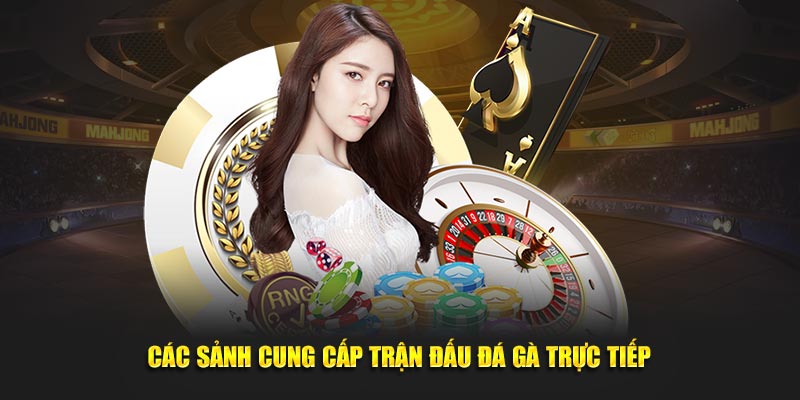 Các sảnh cung cấp trận đấu đá gà trực tiếp