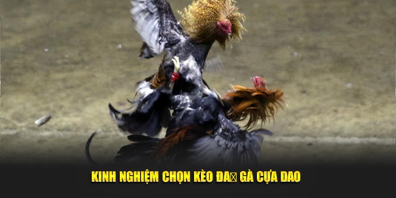 Thủ thuật chọn kèo đá gà cựa dao 