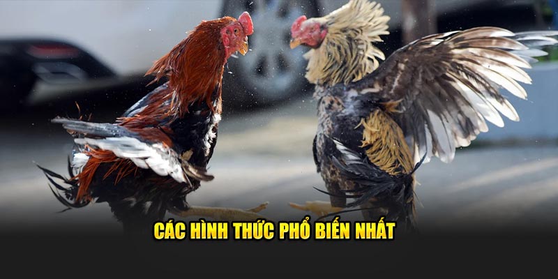 Các hình thức phổ biến nhất 