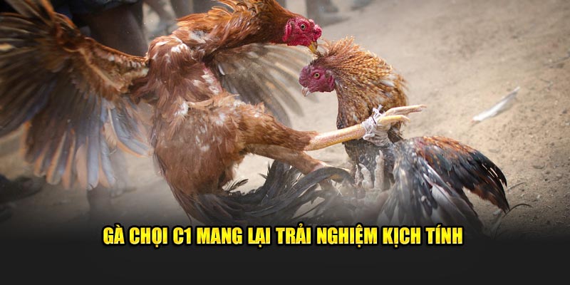 Gà chọi C1 mang lại trải nghiệm kịch tính