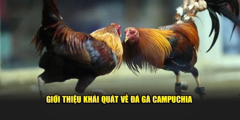 Giới thiệu khách quan về đá gà Campuchia