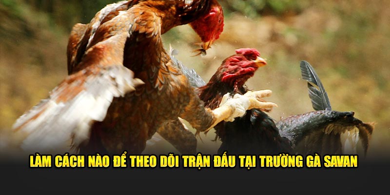 Làm cách nào để theo dõi trận đấu tại trường gà Savan