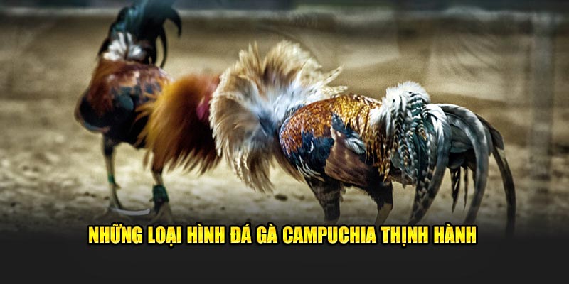 Điểm qua những loại hình đá gà Campuchia thịnh hành