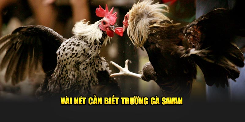 Vài nét cần biết trường gà Savan