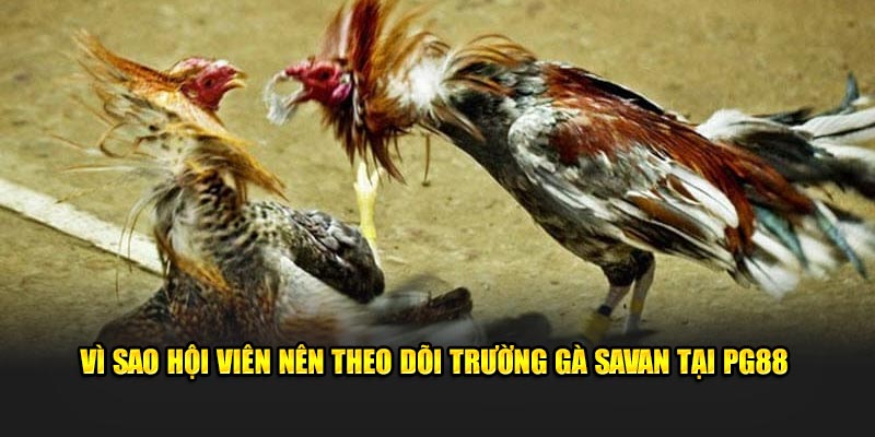 Vì sao hội viên nên theo dõi trường gà Savan tại PG88